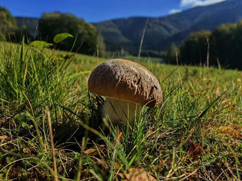 Mountains and mushrooms: adaptations and altitudinal distribution